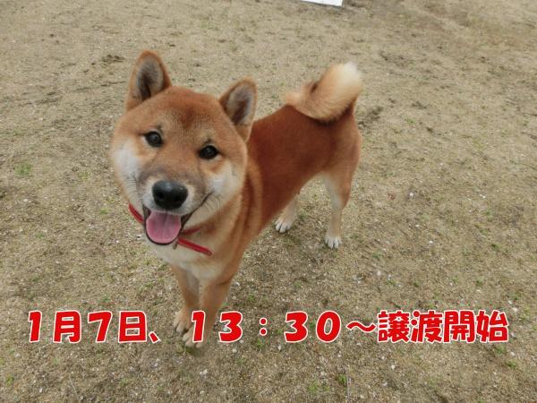 センター譲渡犬No.4036の写真