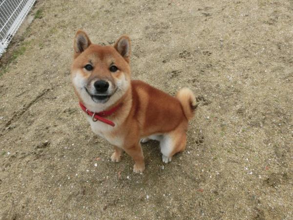 センター譲渡犬の写真2