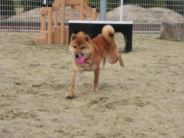 センター譲渡犬の写真3