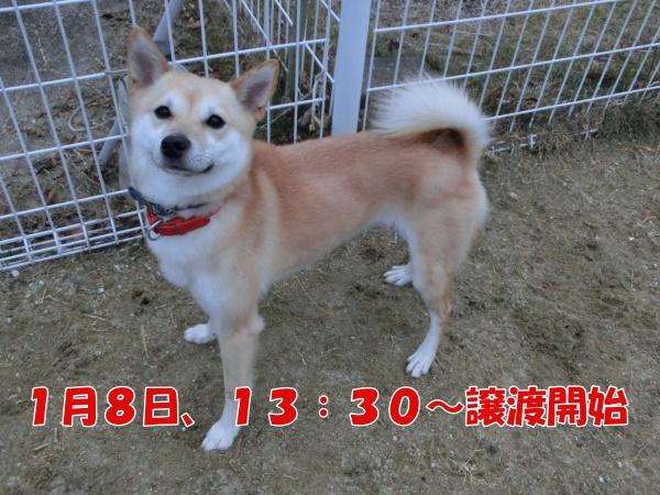 センター譲渡犬No.4030の写真