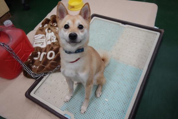 センター譲渡犬の写真2