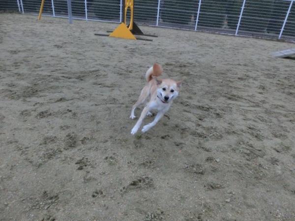 センター譲渡犬の写真3