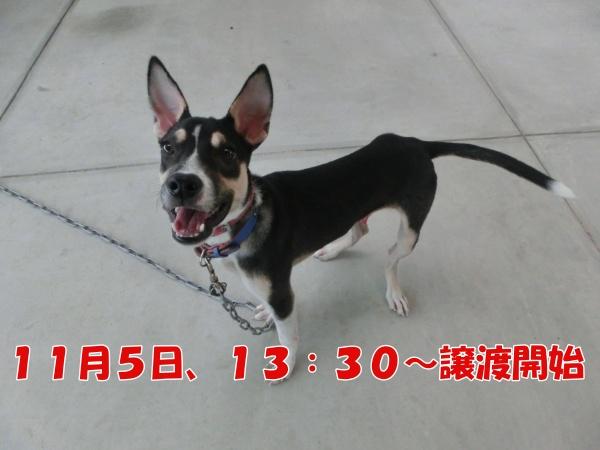 センター譲渡犬No.3955の写真