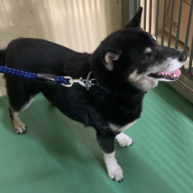 収容犬No.D1572の写真