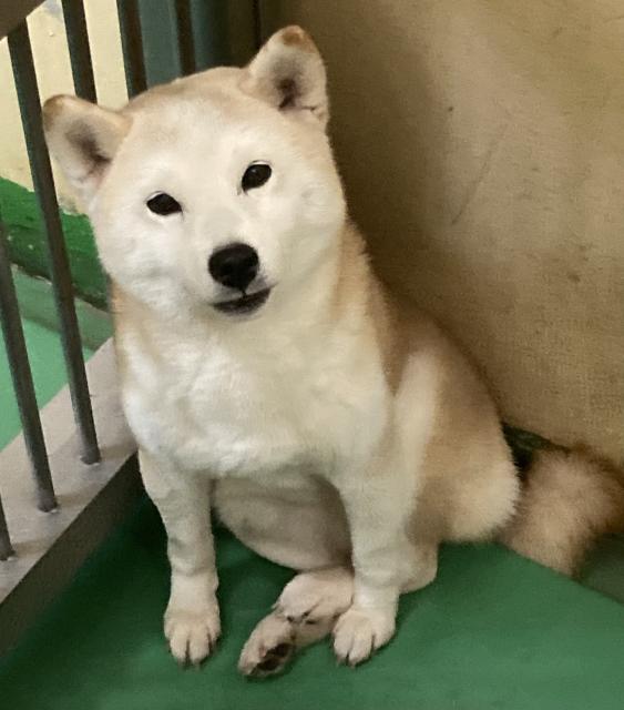 収容犬No.D1570の写真