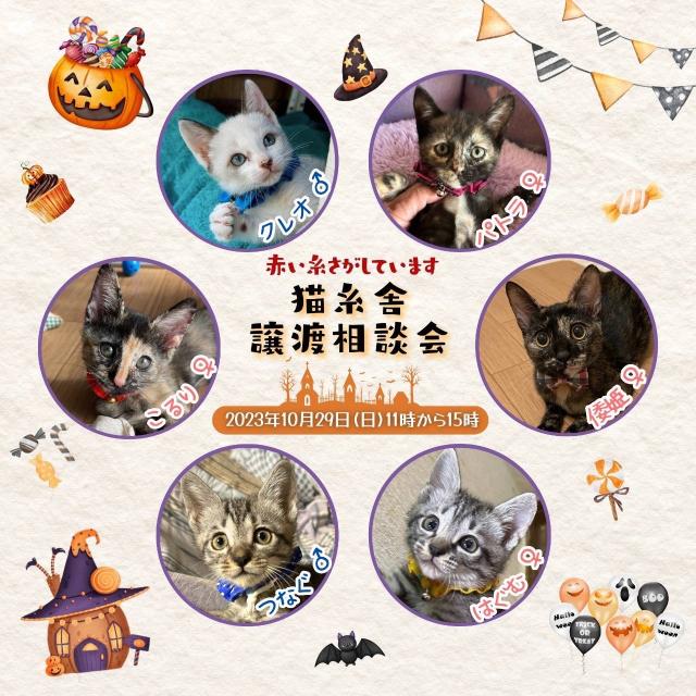 猫糸舎譲渡相談会 | イベント情報 | 福岡県動物愛護センター