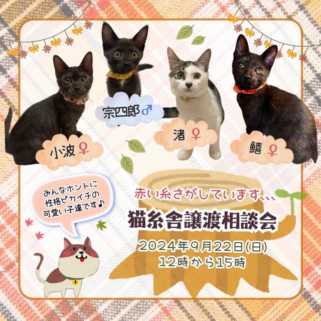 猫糸舎譲渡相談会 | イベント情報 | 福岡県動物愛護センター