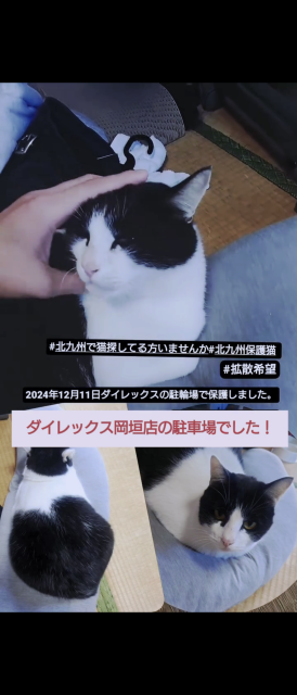 保護猫の写真3