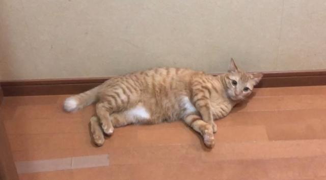 迷子猫No.1548の写真