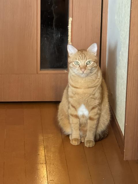 迷子猫の写真2