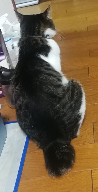 迷子猫の写真3