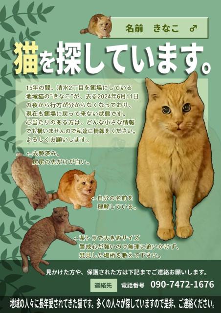 迷子猫No.1469の写真