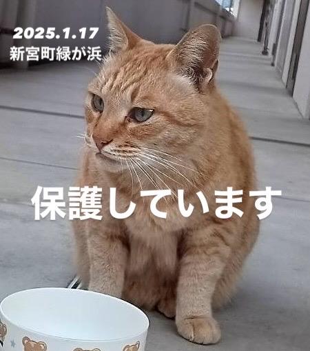 保護猫No.0321の写真