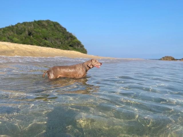 迷子犬の写真1