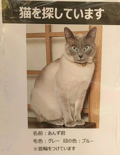 迷子猫No.1476の写真