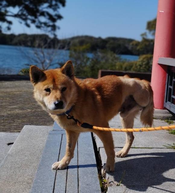 迷子犬の写真2