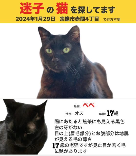 迷子猫No.1619の写真