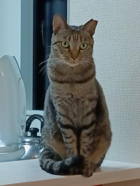 迷子猫の写真1