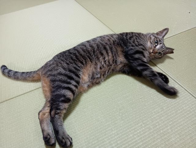 迷子猫の写真2