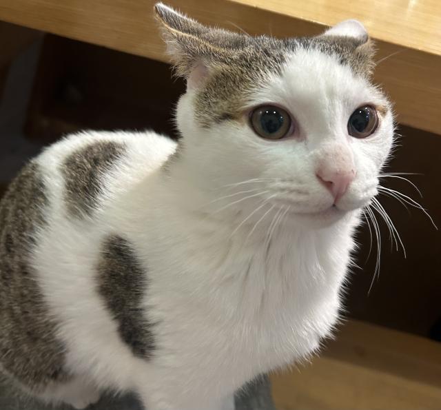 迷子猫の写真2