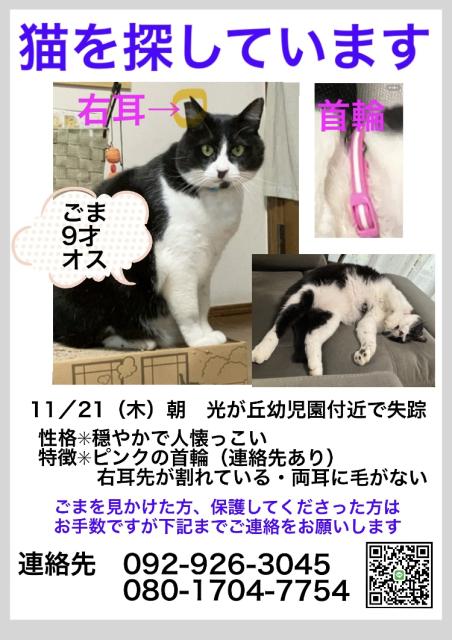 迷子猫No.1612の写真