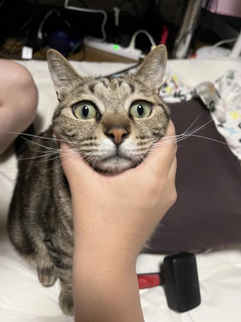 迷子猫の写真2