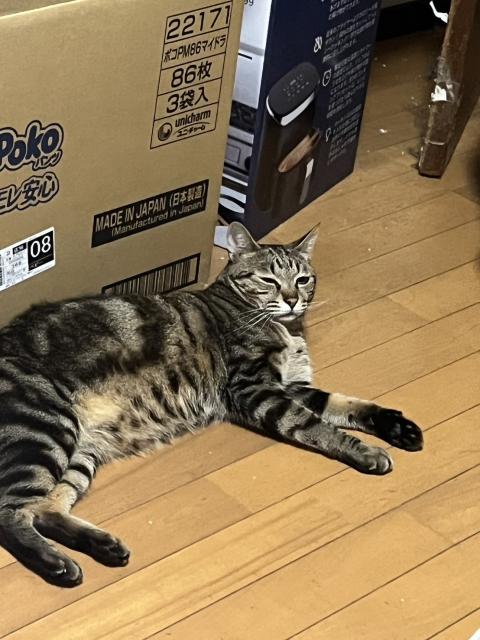 迷子猫の写真3