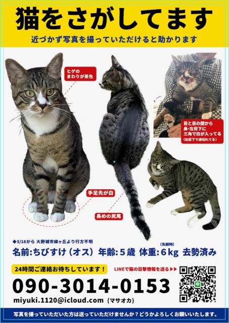 迷子猫の写真3