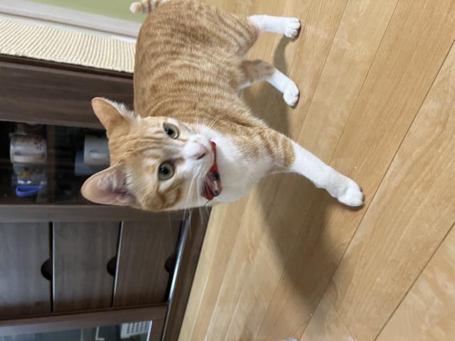 迷子猫の写真2