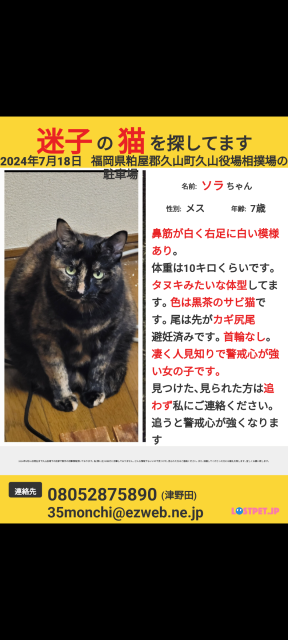 迷子猫の写真3