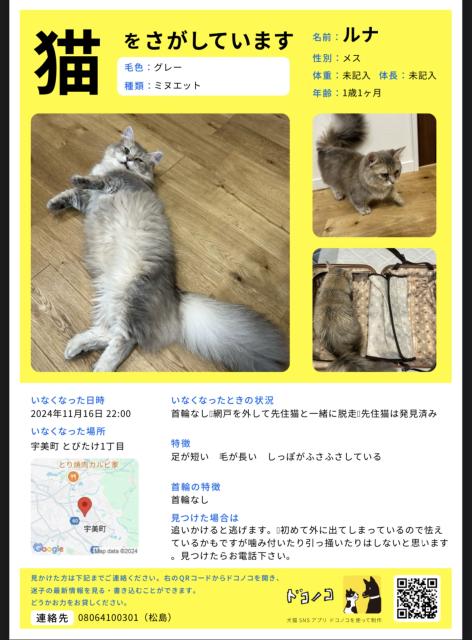 迷子猫No.1604の写真