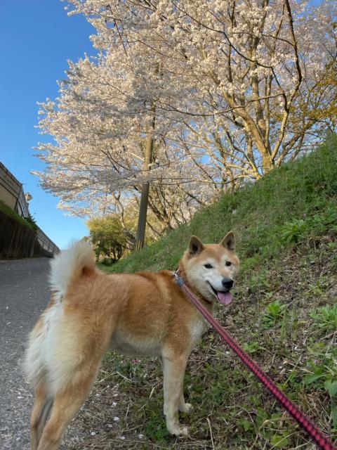 迷子犬の写真1