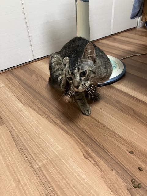 保護猫No.0285の写真