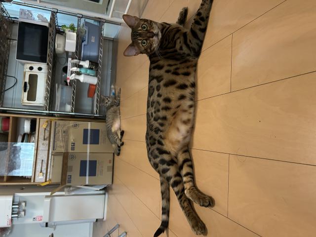 迷子猫の写真1