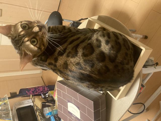 迷子猫の写真2