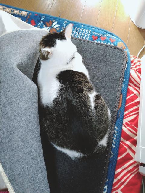 迷子猫の写真3