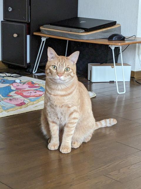 迷子猫No.1569の写真