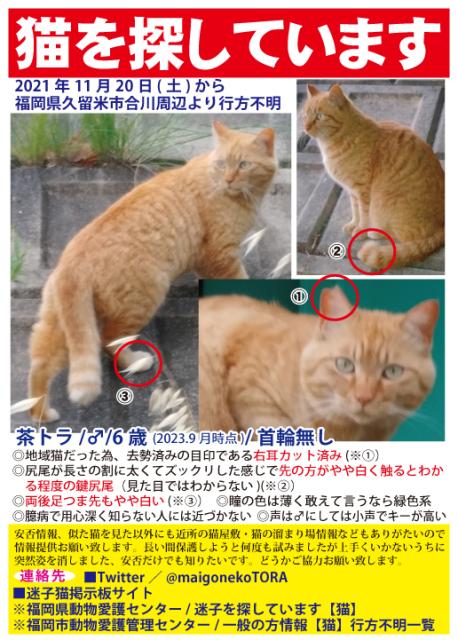 迷子猫No.1620の写真