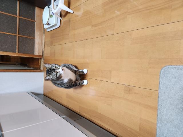 迷子猫の写真2