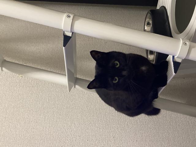 迷子猫の写真1