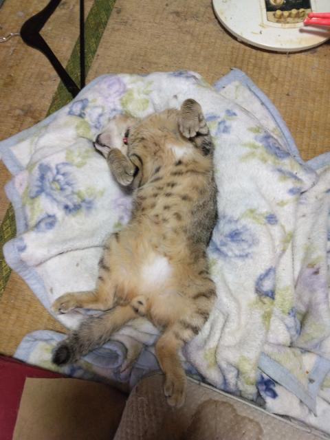 迷子猫の写真2