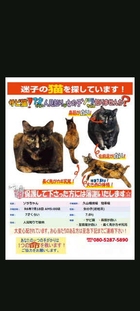 迷子猫No.1669の写真