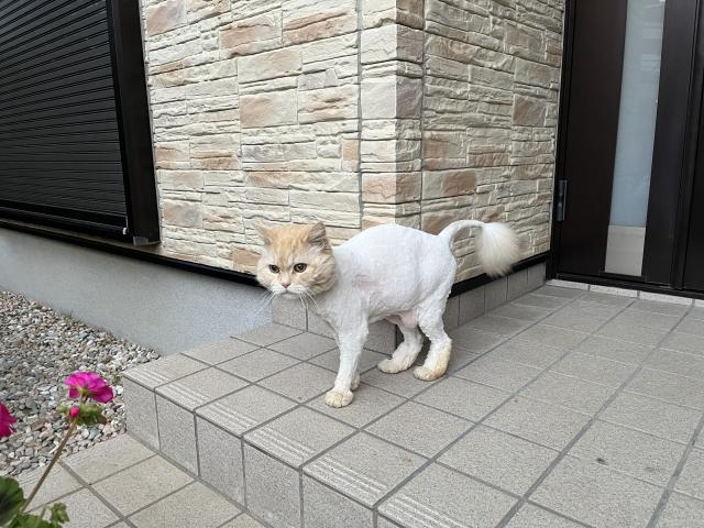 迷子猫の写真2