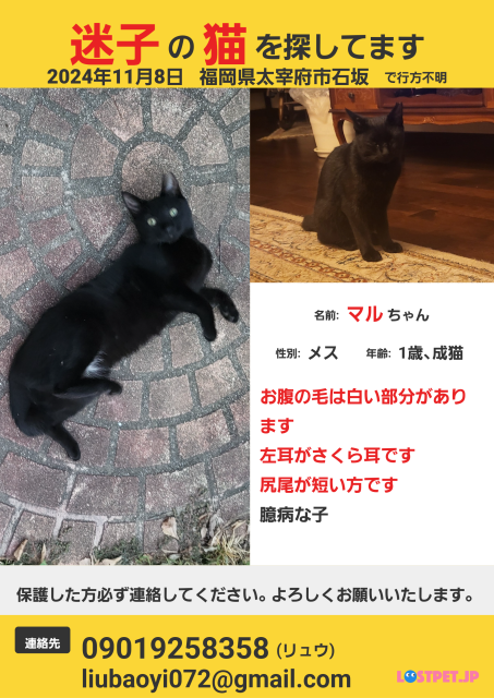 迷子猫No.1605の写真