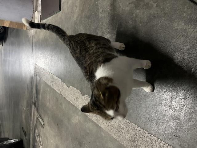 迷子猫の写真2