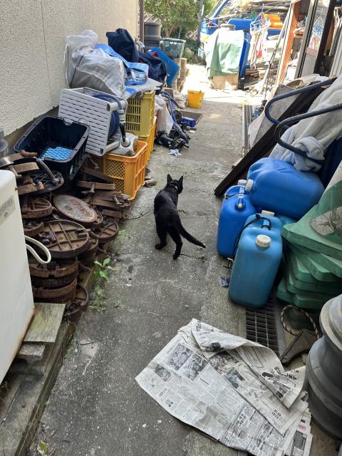 迷子猫の写真2